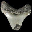 Fossil Angustidens Shark Tooth - Megalodon Ancestor #46842-1